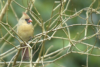 Cardinalis cardinalis